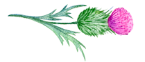 thistleborder